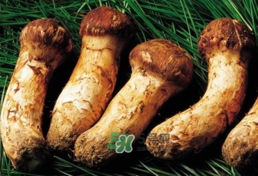 松茸是酸性还是碱性？松茸怎么做好吃