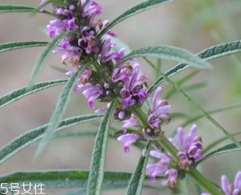 益母草能祛斑吗 治疗黄褐斑有奇效