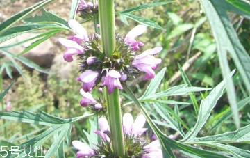 益母草能祛斑吗 治疗黄褐斑有奇效