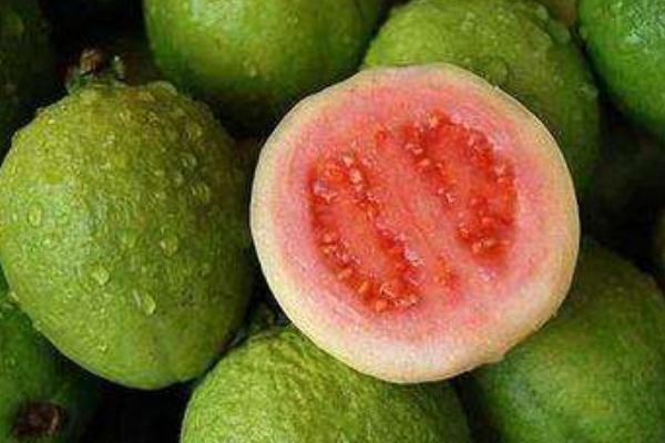 番石榴是什么季节的水果 番石榴是芭乐吗
