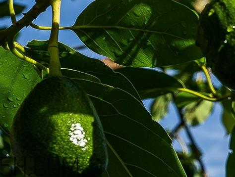 自然旋律是什么牌子？自然旋律是哪个国家的什么档次