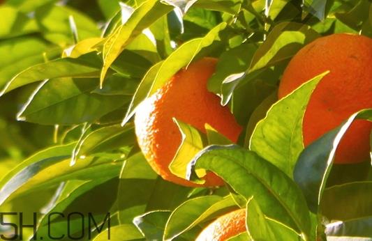 自然旋律是什么牌子？自然旋律是哪个国家的什么档次