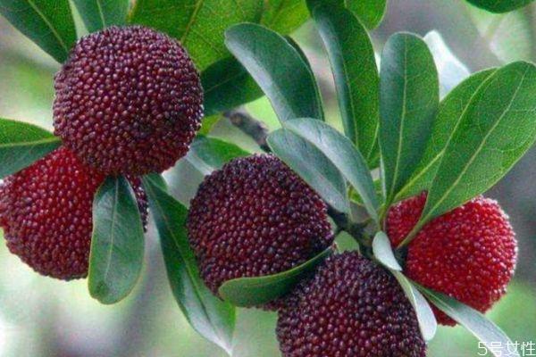 怎么挑选杨梅 挑选杨梅的方法