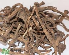 蒲公英根可以抗癌吗?蒲公英根真的能抗癌吗?