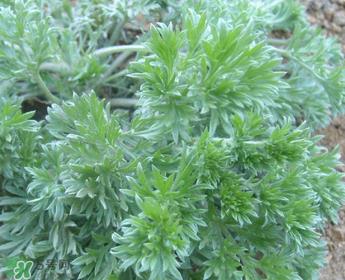 白蒿多少钱一斤?白蒿的价格 白蒿多少钱一斤?白蒿的价格