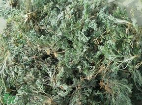 白蒿多少钱一斤?白蒿的价格 白蒿多少钱一斤?白蒿的价格