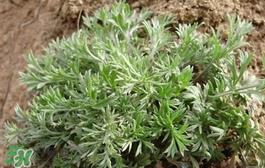 白蒿多少钱一斤?白蒿的价格 白蒿多少钱一斤?白蒿的价格