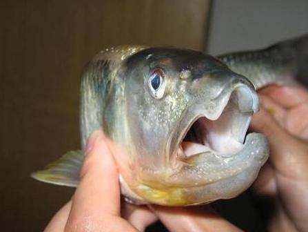 钓马口鱼用什么饵料?钓马口鱼用什么打窝? 钓马口鱼用什么饵料?钓马口鱼用什么打窝?