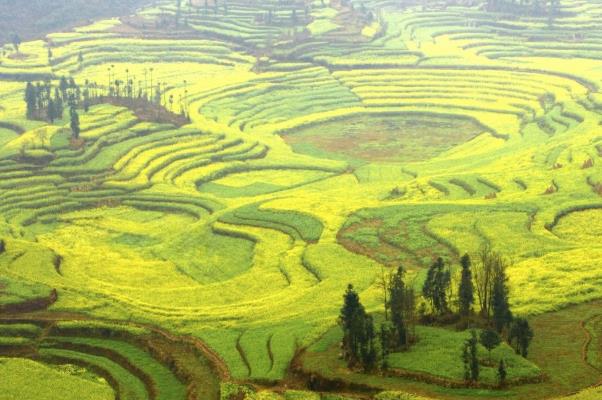 油菜热量多少大卡 油菜热量高么