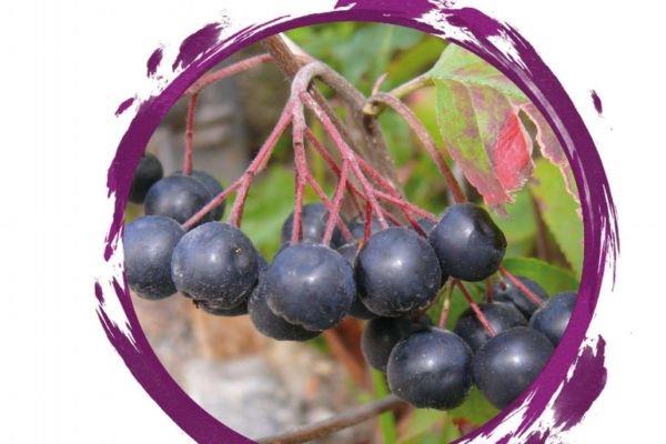 什么野樱莓呢 野樱莓有什么营养价值呢 什么野樱莓呢 野樱莓有什么营养价值呢