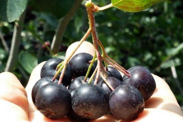 什么野樱莓呢 野樱莓有什么营养价值呢 什么野樱莓呢 野樱莓有什么营养价值呢