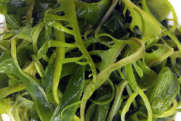 裙带菜长白毛还能吃吗 裙带菜可以保存多久 裙带菜长白毛还能吃吗 裙带菜可以保存多久