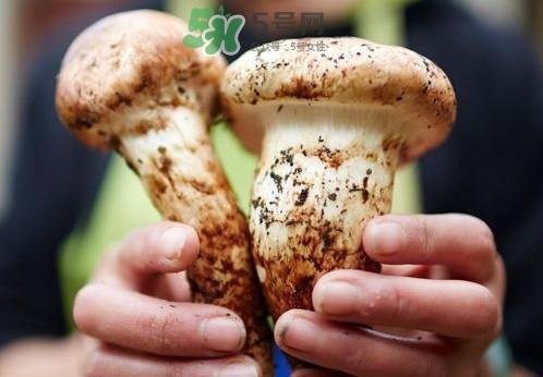 松茸什么时候吃最好?松茸什么季节有 松茸什么时候吃最好?松茸什么季节有