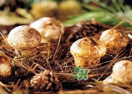 松茸什么时候吃最好?松茸什么季节有 松茸什么时候吃最好?松茸什么季节有