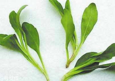 马兰头的味道 马兰头好吃吗？