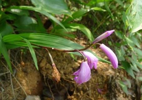 白芨是温性还是凉性 白芨偏寒性