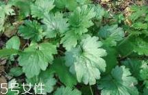 益母草和新生化颗粒可以一起喝吗 益母草和新生化颗粒可以一起喝吗