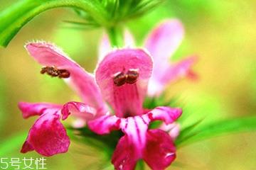 益母草和新生化颗粒可以一起喝吗 益母草和新生化颗粒可以一起喝吗