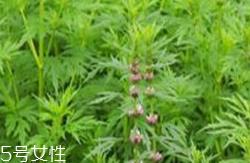 益母草和新生化颗粒可以一起喝吗 益母草和新生化颗粒可以一起喝吗