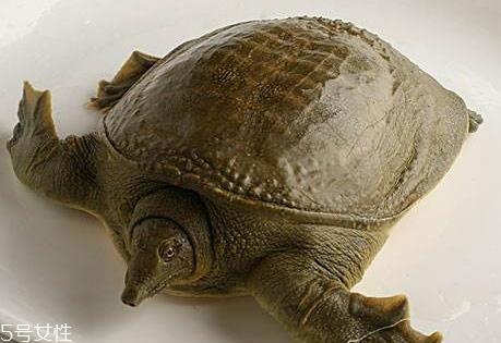 野生甲鱼怎么杀 野生甲鱼的处理方法