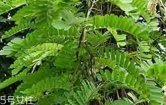 鸡骨草能和金钱草一起吃吗