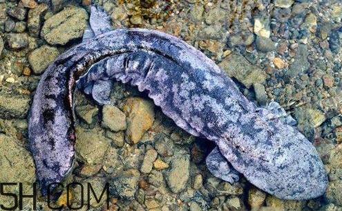 娃娃鱼是鱼吗？娃娃鱼买卖违法吗？