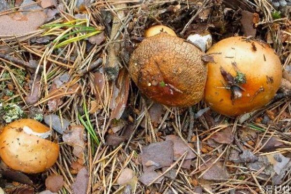 松蘑和什么一起吃最有营养 松蘑和什么一起吃最有营养