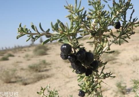 黑枸杞泡水后什么颜色 紫色渐变蓝色 黑枸杞泡水后什么颜色 紫色渐变蓝色