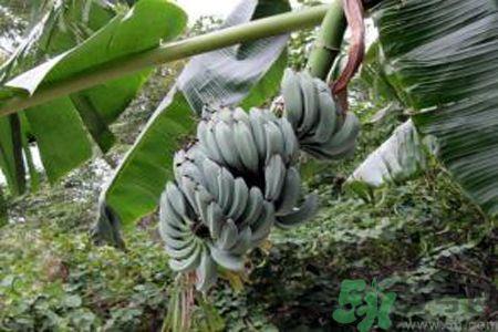 牛奶蕉是发物吗?牛奶蕉是不是发物? 牛奶蕉是发物吗?牛奶蕉是不是发物?