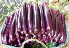 茄子太吸油怎么办?茄子怎么做不吸油?