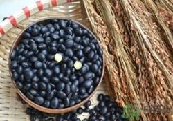 醋泡黑豆什么时候吃比较好?醋泡黑豆吃多久有效? 醋泡黑豆什么时候吃比较好?醋泡黑豆吃多久有效?