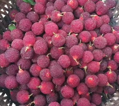 慈溪杨梅什么时候成熟?慈溪杨梅多少钱一斤 慈溪杨梅什么时候成熟?慈溪杨梅多少钱一斤