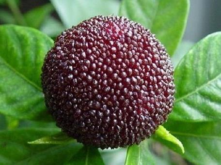 慈溪杨梅什么时候成熟?慈溪杨梅多少钱一斤 慈溪杨梅什么时候成熟?慈溪杨梅多少钱一斤