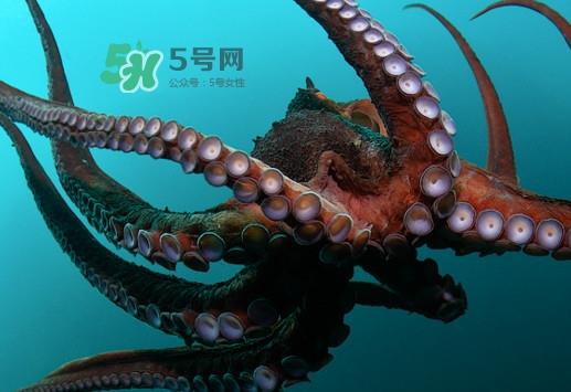 章鱼的墨汁有毒吗?章鱼有寄生虫吗 章鱼的墨汁有毒吗?章鱼有寄生虫吗