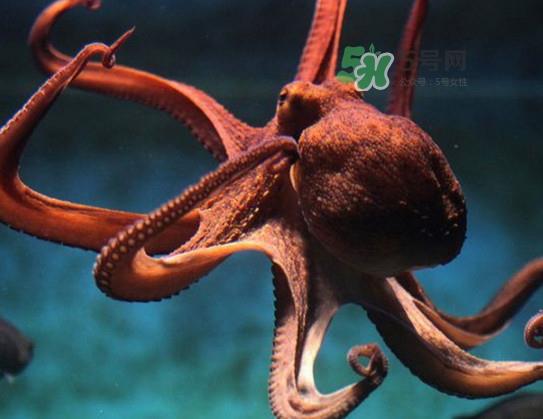 章鱼的墨汁有毒吗?章鱼有寄生虫吗 章鱼的墨汁有毒吗?章鱼有寄生虫吗