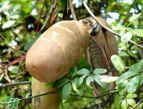 八月炸什么味道 八月炸是什么样的 八月炸什么味道 八月炸是什么样的