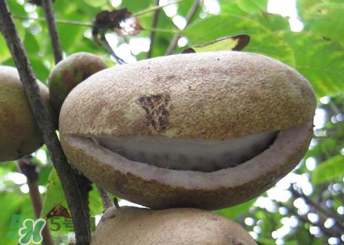 八月炸什么味道 八月炸是什么样的 八月炸什么味道 八月炸是什么样的