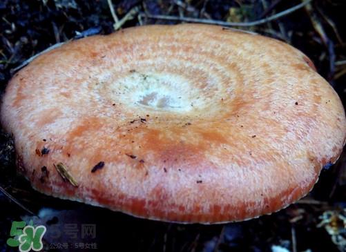 重阳菌什么时候有？重阳菌不能与什么食物一起吃