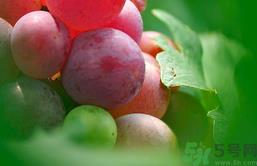 葡萄上有黑点能吃吗?葡萄上有黑点可以吃吗?