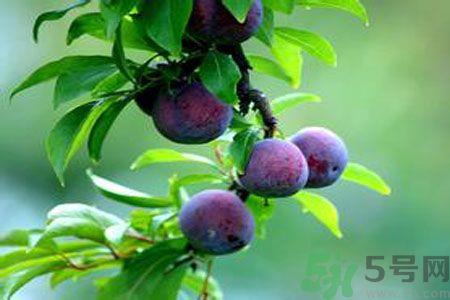 胃不好可以吃李子吗？胃不好吃李子好吗？