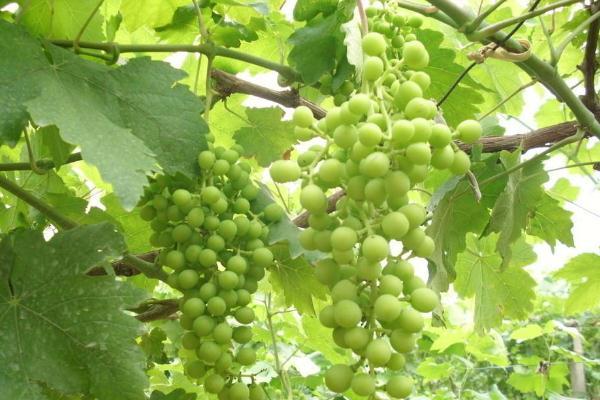 葡萄可以解酒吗 葡萄可以放几天