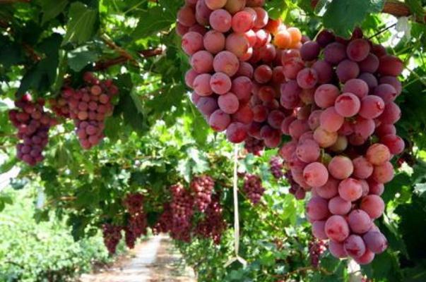 葡萄可以解酒吗 葡萄可以放几天