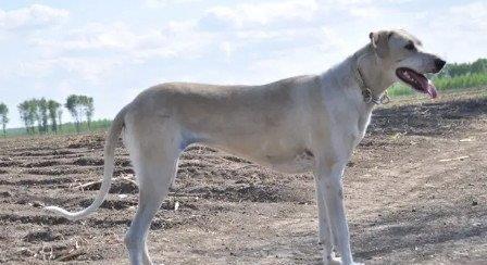 热梗细狗网络用语是什么意思?指很瘦的男生(带戏谑意味) 1