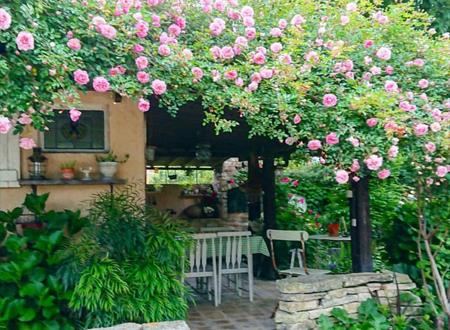 家里种蔷薇禁忌