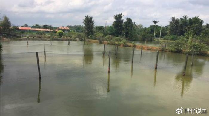 为什么很多有钱的80后都在养龙鱼？