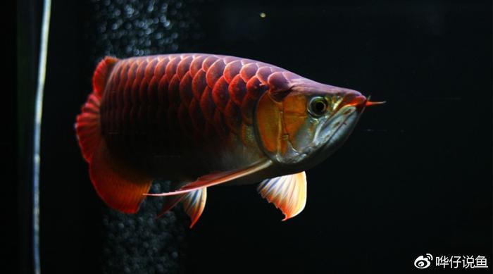 为什么很多有钱的80后都在养龙鱼？