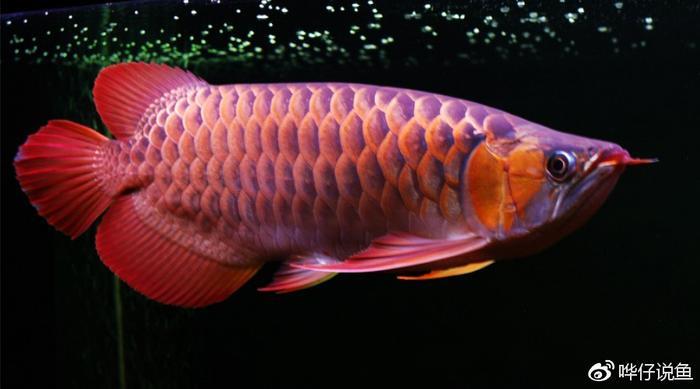 为什么很多有钱的80后都在养龙鱼？