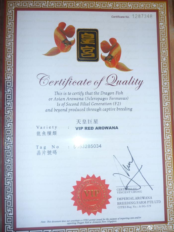 为什么很多有钱的80后都在养龙鱼？