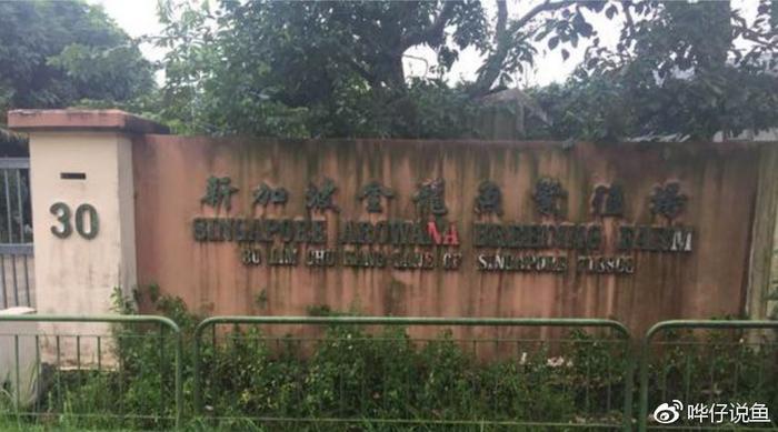 为什么很多有钱的80后都在养龙鱼？