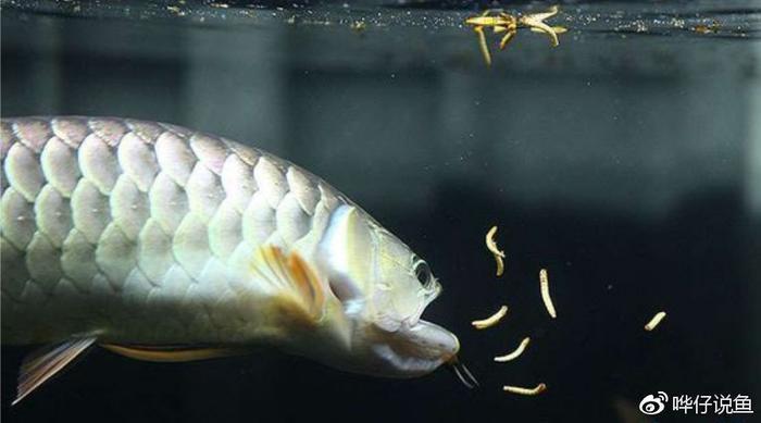 为什么很多有钱的80后都在养龙鱼？